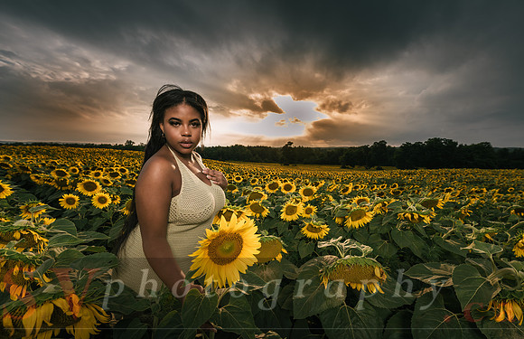 At the Sunflower Farm