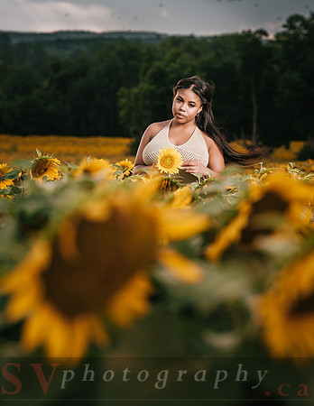 At the Sunflower Farm