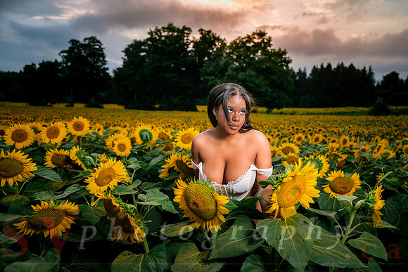 At the Sunflower Farm