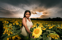 At the Sunflower Farm