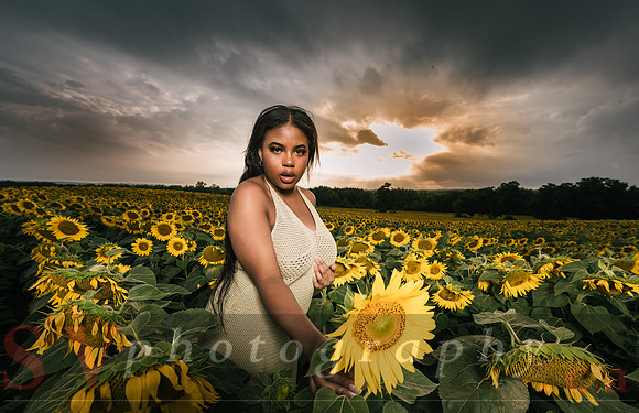 At the Sunflower Farm