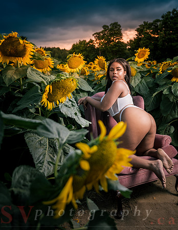 At the Sunflower Farm