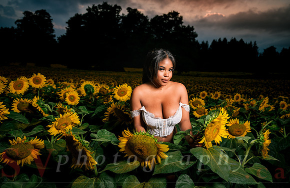 At the Sunflower Farm