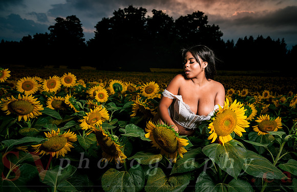 At the Sunflower Farm