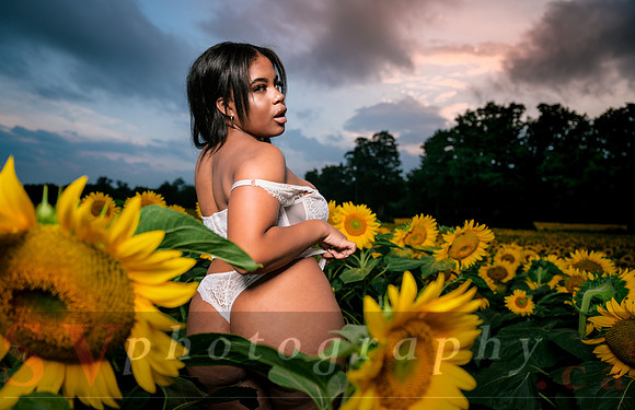 At the Sunflower Farm