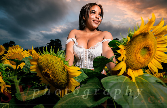 At the Sunflower Farm