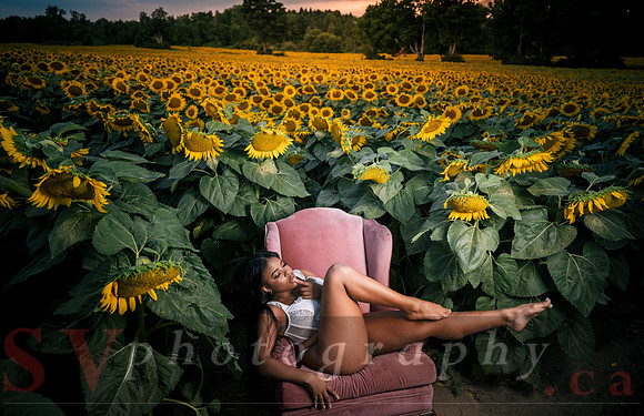 At the Sunflower Farm