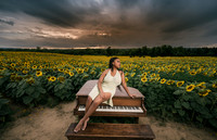 At the Sunflower Farm