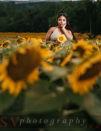 At the Sunflower Farm