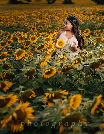 At the Sunflower Farm