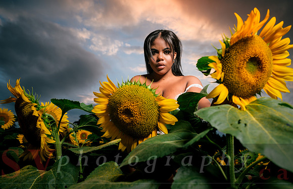 At the Sunflower Farm