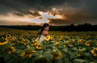 At the Sunflower Farm