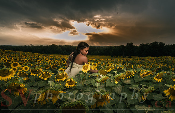 At the Sunflower Farm