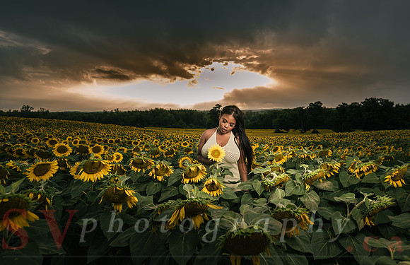 At the Sunflower Farm
