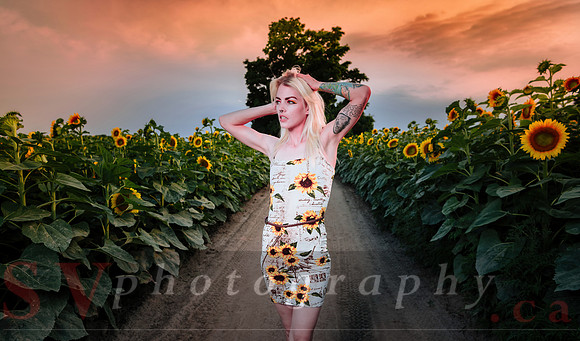 Sunflower Farm