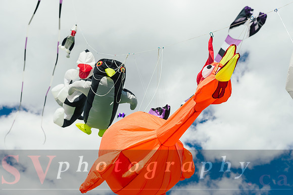 Kite Photographer