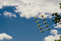Kite Photographer