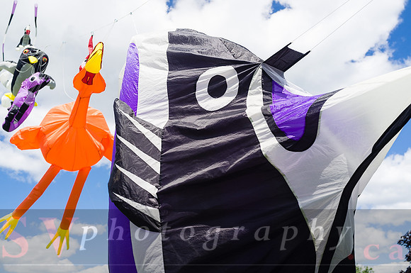 Kite Photographer