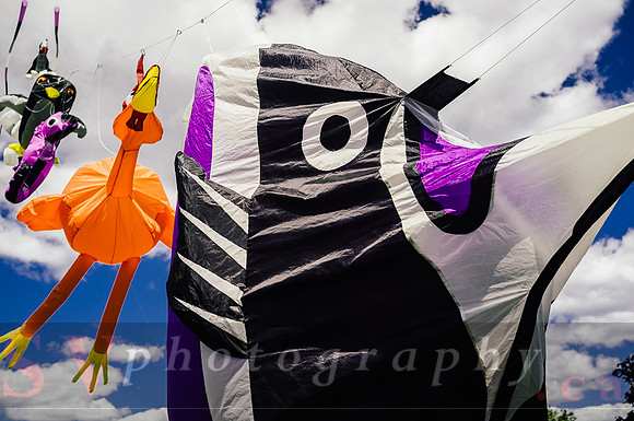 Kite Photographer