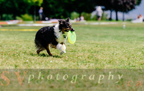 Kite Photographer