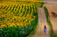 The Farm