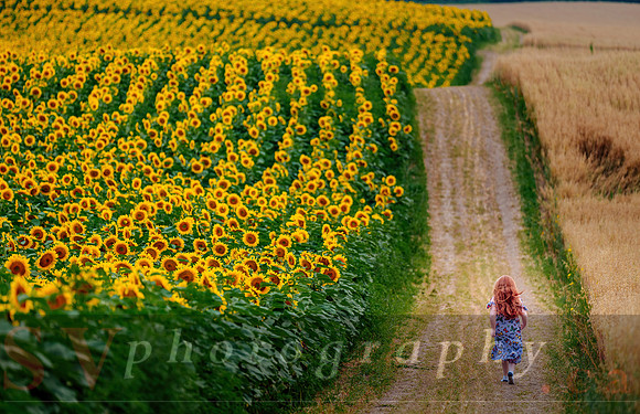 The Farm