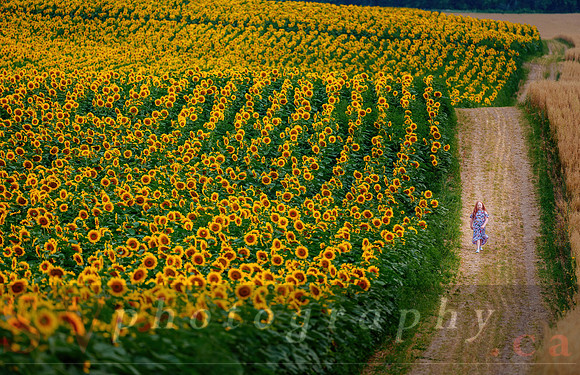 The Farm