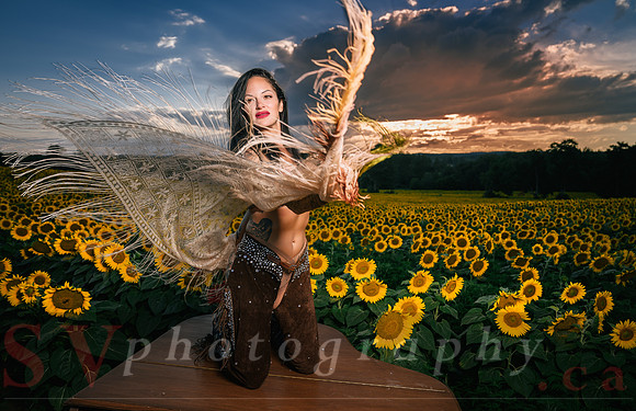 Sunflower Farm