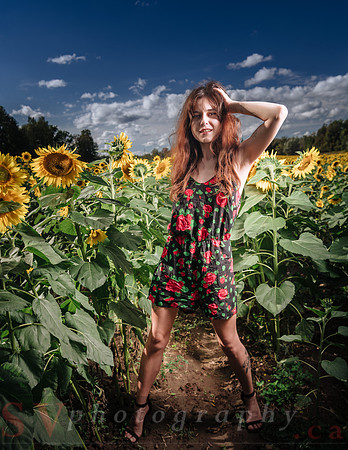 Sunflower Farm