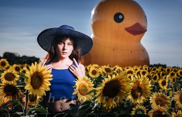 Sunflower Farm