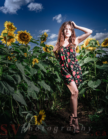 Sunflower Farm