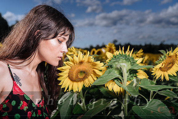 Sunflower Farm
