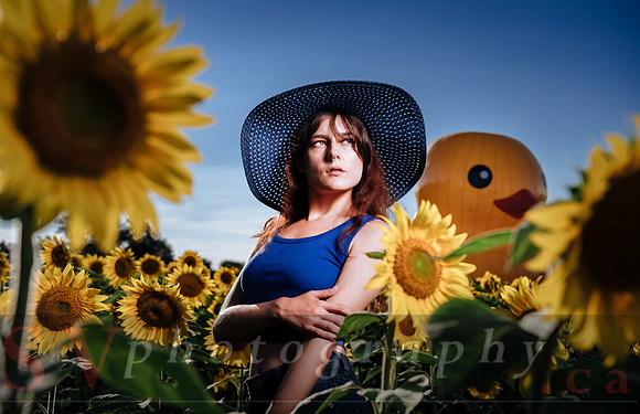 Sunflower Farm