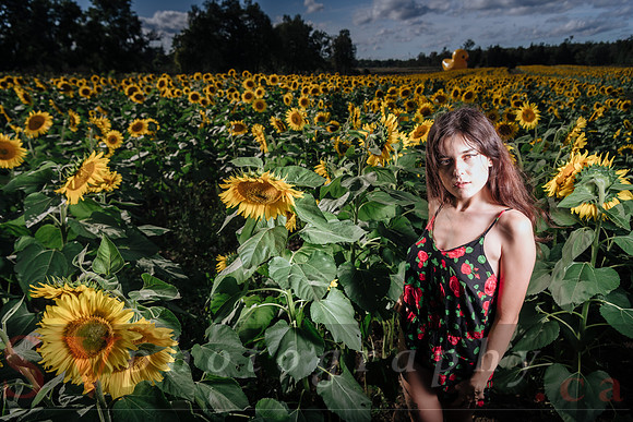 Sunflower Farm