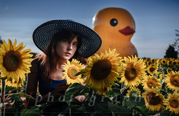 Sunflower Farm