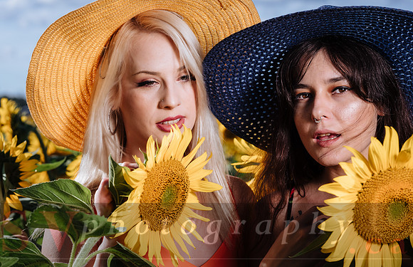 Sunflower Farm