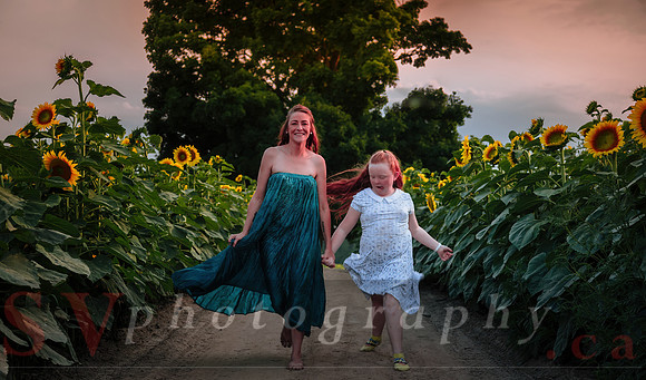 Sunflower Farm