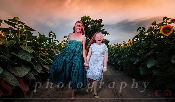 Sunflower Farm