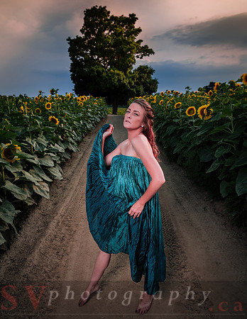 Sunflower Farm