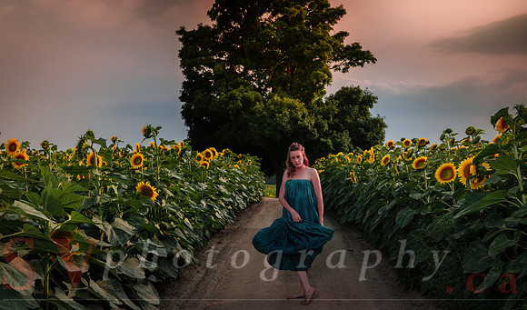 Sunflower Farm