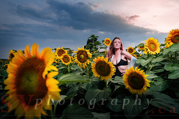 Sunflower Farm