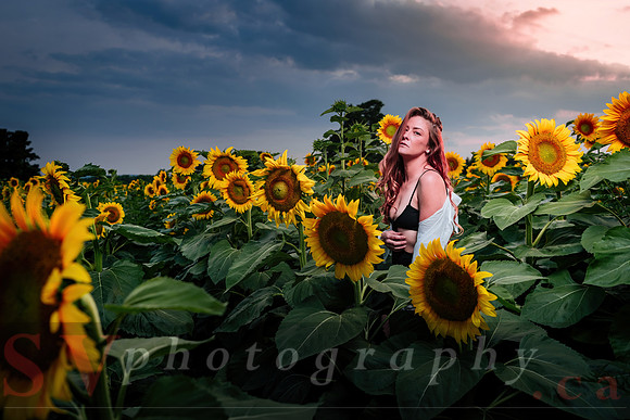 Sunflower Farm
