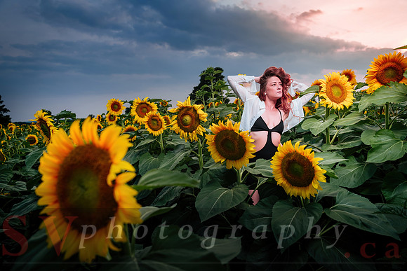 Sunflower Farm
