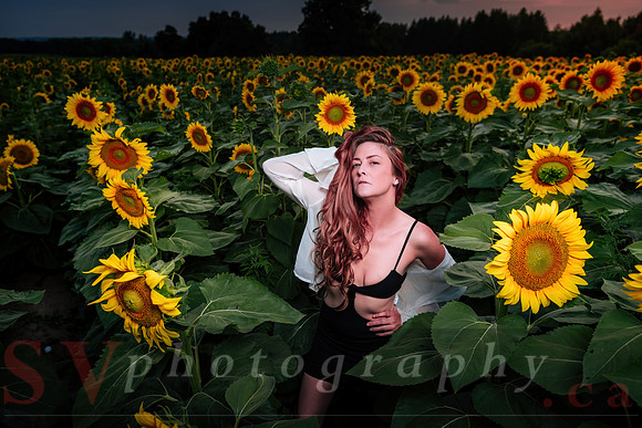 Sunflower Farm