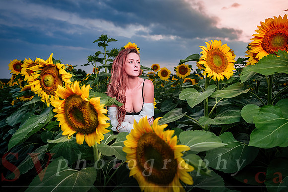 Sunflower Farm