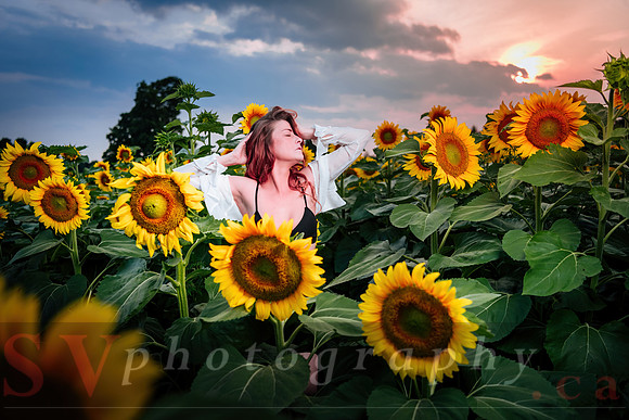Sunflower Farm