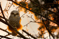Birds & other wild life