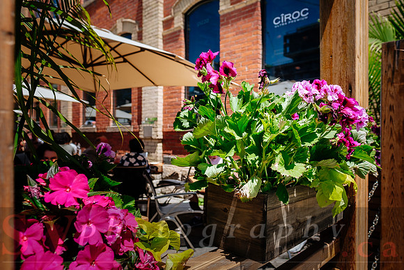 CIBO