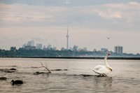 Toronto Lakeshore