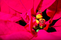 Centennial Park Conservatory